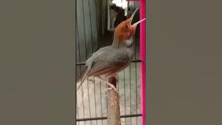 Sikecil suara pedas || ciblek cemplir