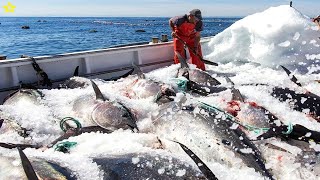 Modern technology Catch Tuna at Sea - How to catch hundreds of tons of tuna on the sea by H$ Channel 1,530 views 2 days ago 9 minutes, 18 seconds