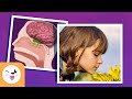 The Sense of SMELL for Kids - Compilation Video - Sense Organs