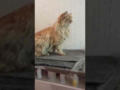 Спасение рыжего котика от колтунов. / стрижка кошек.