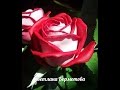 Роза Осирия из китайского фоамирана.