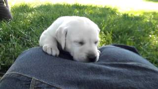 Annie & Rob Roy's Puppy #8