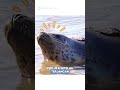 Anjing Laut Lucu Ini Balik Lagi Setelah Dilepasliar ke Alam Bebas #shorts