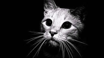 Thumbnail of Gustavo Santaolalla - Alma