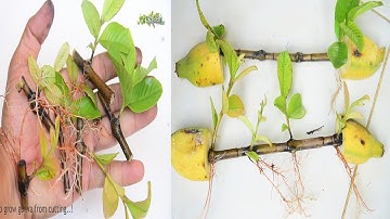 Amazing Rooting Two Guava Trees Cutting Very Unique Techniques {Guava Grafting New Techniques}