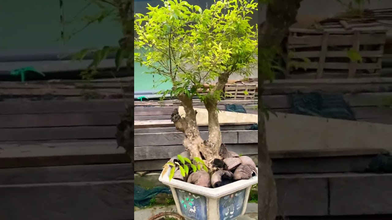 Cây Bằng lăng bonsai. - youtube