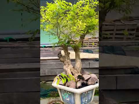 Video Cây Bằng lăng bonsai. - youtube