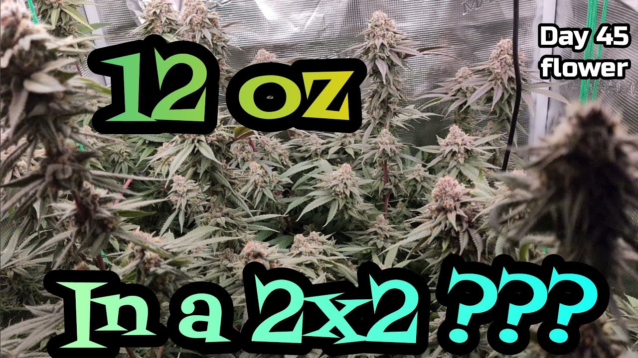 Day 45 Flower 12 oz in a 2x2 Grow Tent??? Part 5, Grown under the Mars Hydro FC3000