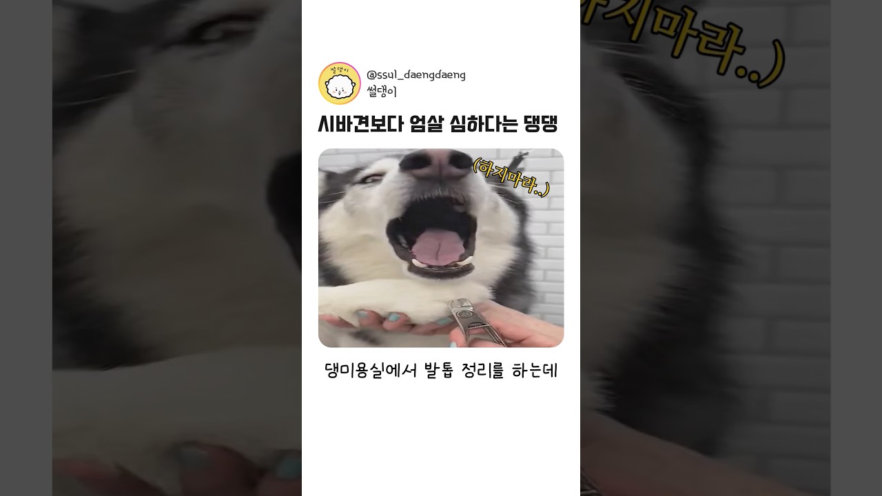시바견도 접고간다는 엄살견 ㅋㅋ