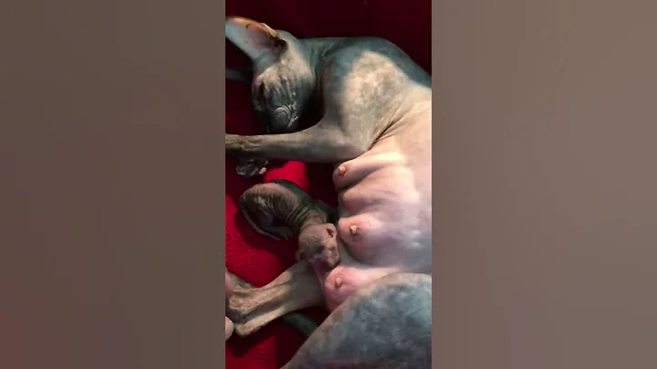 Video 64911: sphynx cat, newborn sphynx, big cat, kitten