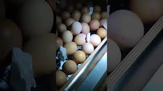 11 день подробное овоскопирование 76 яиц. инкубатор блиц и несушка.
