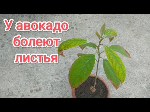 Почему на листьях авокадо появляются пятна.