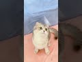 Kitten Playing Toy So Funny #shorts #kittens #cats #animals #viral #trending #duck