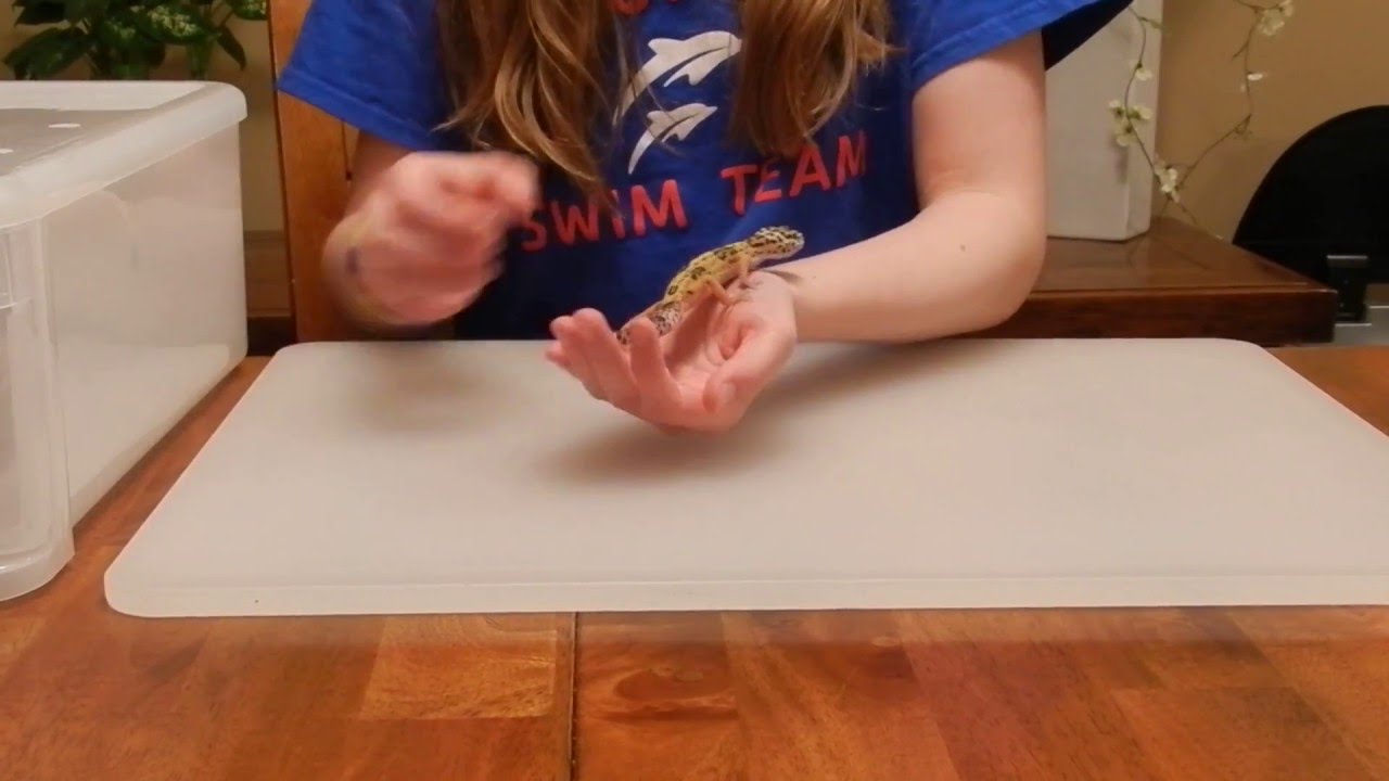 reptile carrying case