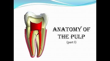 Anatomy of the pulp - part 1