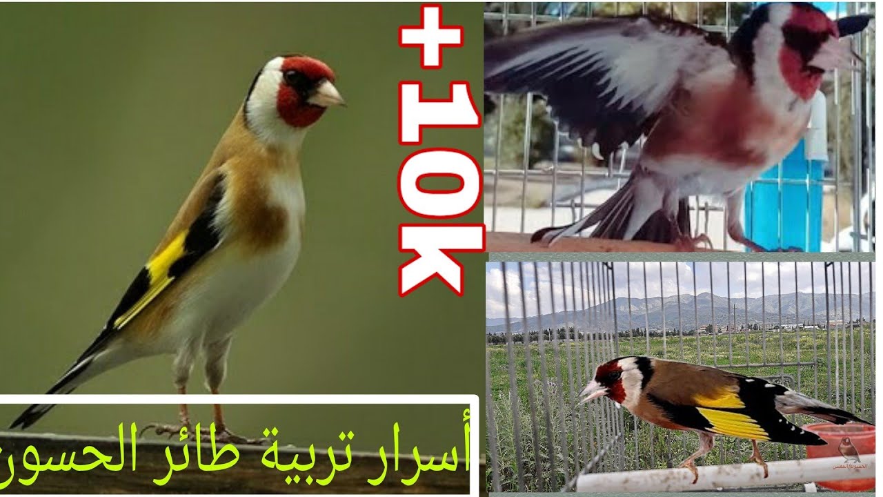 كيف تحول مقنين إلى كوبلر في شهر واحد. السر الذي يخفيه كبار مربيي الحسون (جلال و نسيم و سامي محيوس)