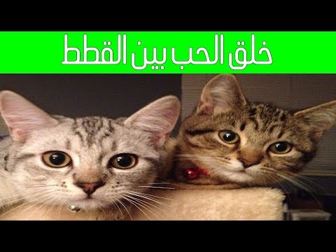 فيديو: كيفية تكوين صداقات بين قطتين