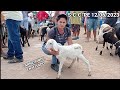 FEIRA DE CAPRINOS E OVINOS ALEM DE SUÍNOS EM SANTA CRUZ DO CAPIBARIBE-PE 12/06/2023