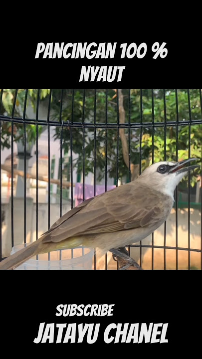 pancingan trucuk agar bunyi #shortsvideo #trucuk #birdsounds #birdsong #trucukan #burungtrucuk