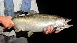Salmon Spawn 2015 - NDGNF