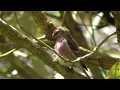 Goldfinch (Carduelis carduelis britannica)