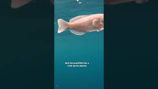 This jellyfish wont let the shark have it