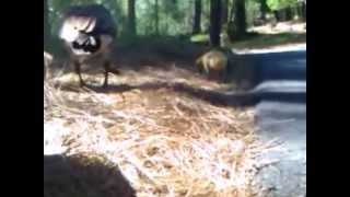 A Duckumentary