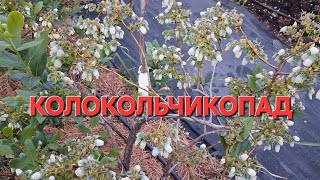 ПОЧЕМУ отпадает цветы на голубике?