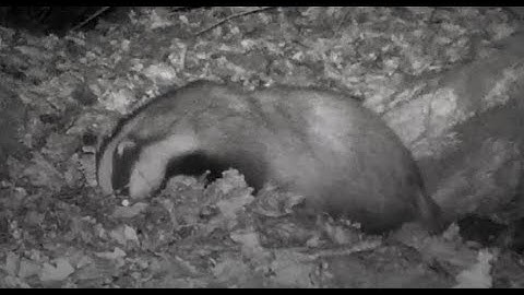 Badger collecting material for bedding