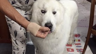 チューバータウン