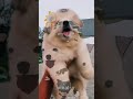 cute dogs #CatLovers, #KittyCity, #Meow, #CatLifeFunny: #FunnyPets, #PetFail, #FunnyAni@Vixal-y