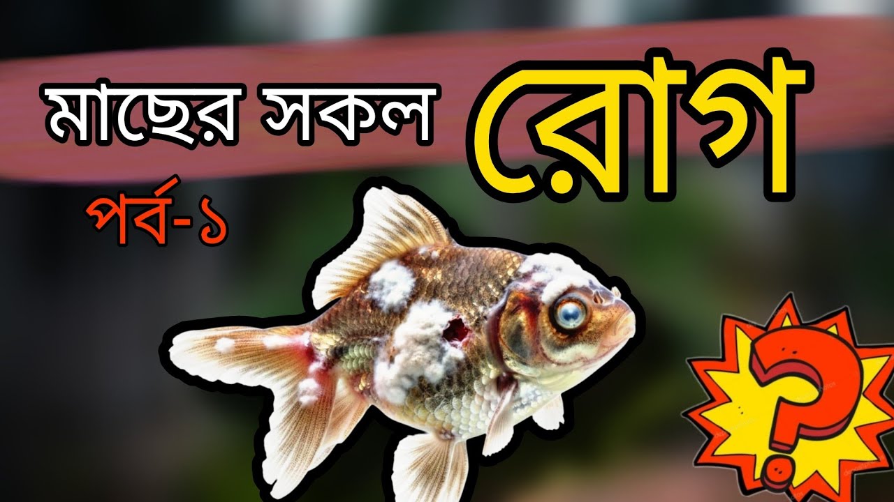 ৫টি কমন অ্যাকোয়ারিয়াম মাছের রোগ: কারণ, লক্ষণ এবং সহজ চিকিৎসা | Bengali Fish Care Guide 