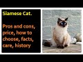 Siamese Cat. Pros and Cons, Price, How to choose, Facts, Care, History