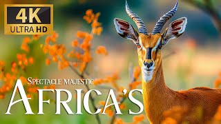 Spectacle Majestic Africa’s 4K  Dicovery Nature Beautiful Wildlife Film with Relax Piano Music