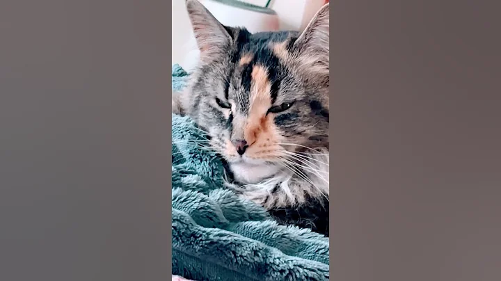 Watch the video about Maine coon cuteness 🥸 #mainecoon, her name is Sadie🐾♥️