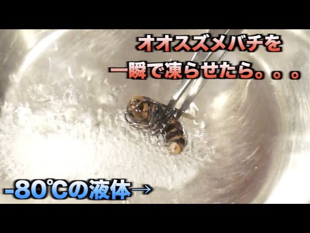 This is what happens when a giant hornet is placed in -80