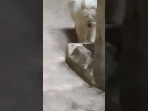 random ahh dog