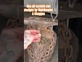 Skeggox knives & Nighthowler blades playing with fire and doing some collab #blacksmith #forge