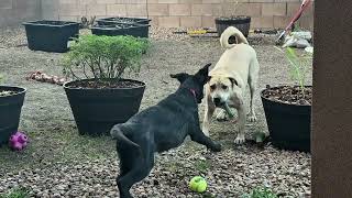 Vicious dog fight