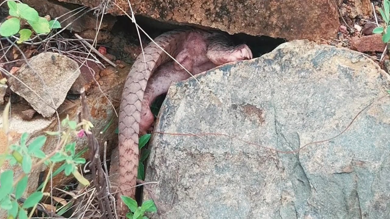 Wow !! Pangolin In the rock hole