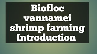 biofloc shrimp farming