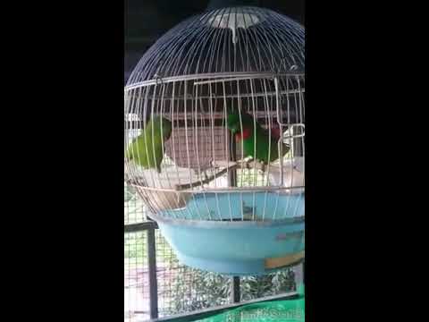Hasil Denak Memikat Burung Daun Kecil Hijau Kuning 2 Le Doovi