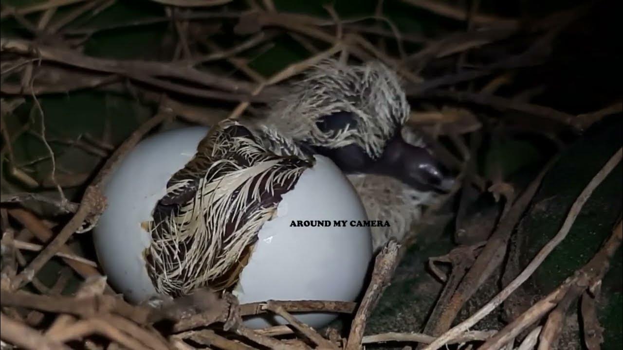 Baby Inside PUSHED Out itself Dove bird EGG Hatching fulllength