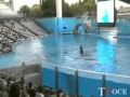 Orca assassina Sea World