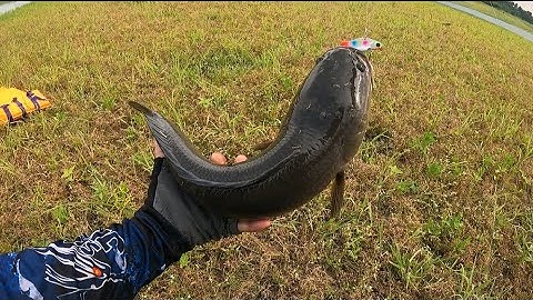 Câu cá lóc tự nhiên P22#lâu rồi mới thấy Hugo quá đã