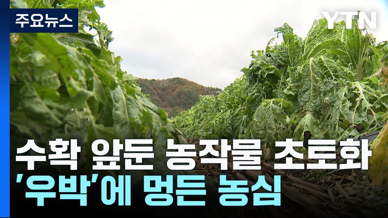 수확 앞둔 농작물 초토화...'우박'에 멍든 농심 / YTN - YouTube