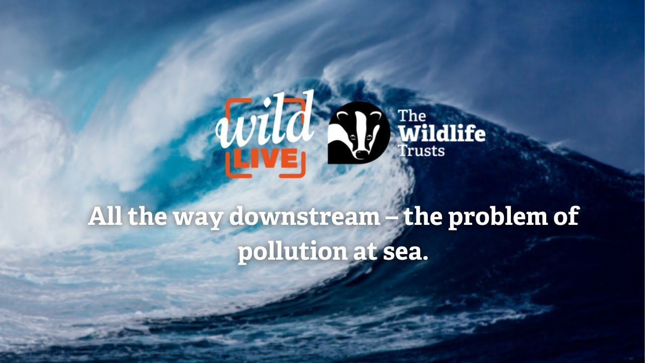 Wild LIVE: All the way downstream – the problem of pollution at sea.