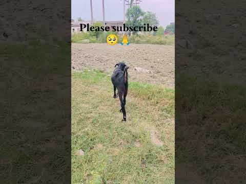 Funny Goat Comedy 😂 | Bakri Ki Mazedaar Bakchodi #funny #comedy