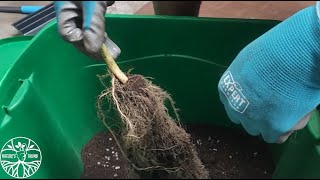 How to Reuse, Recycle & Re-Amend Old Potting Soil