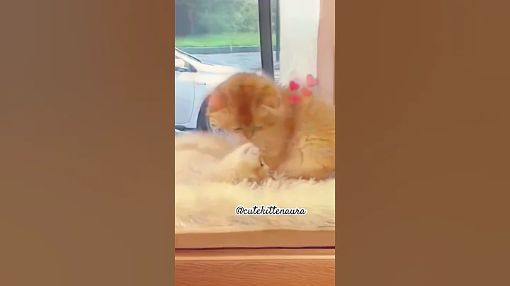 Watch the video about Love Adorable Cat #cat #cute #cutecat #pets #cutecats #kitten #kucingc4t #meow #cutekittenaura